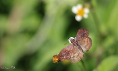 Theagenes dichrous