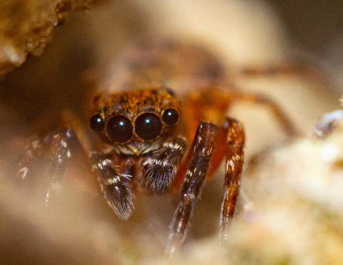 Algerian Jumping Spider