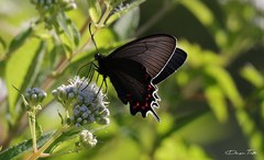 Parides bunichus