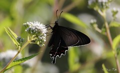 Parides bunichus