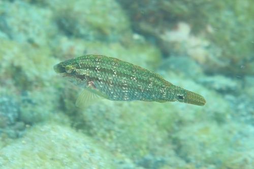 Smaragdlipvis (Symphodus trutta) — Labridae