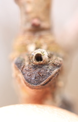 Neuroterus escharensis