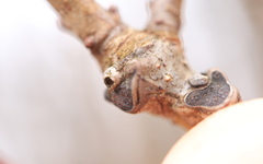 Neuroterus escharensis