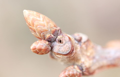 Neuroterus escharensis