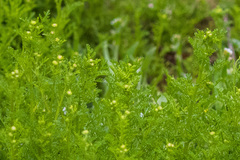 Matricaria discoidea