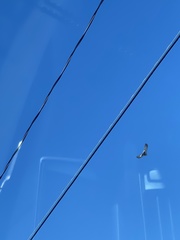 Streptopelia decaocto