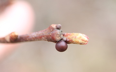 Neuroterus vesicula