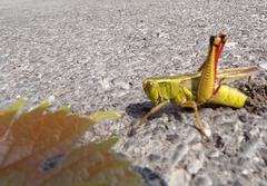 Melanoplus bivittatus