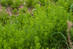 Matricaria discoidea