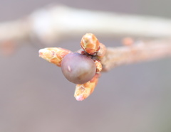 Neuroterus vesicula