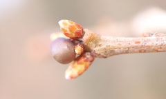 Neuroterus vesicula