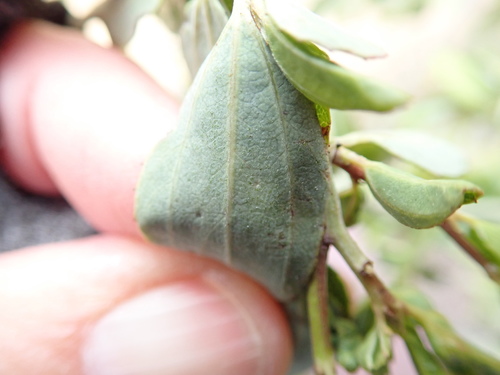 Image of Ceanothus cyaneus by (c) Millie Basden, some rights reserved (CC BY)