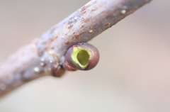 Neuroterus vesicula
