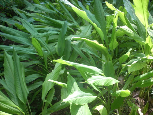 Curcuma longa