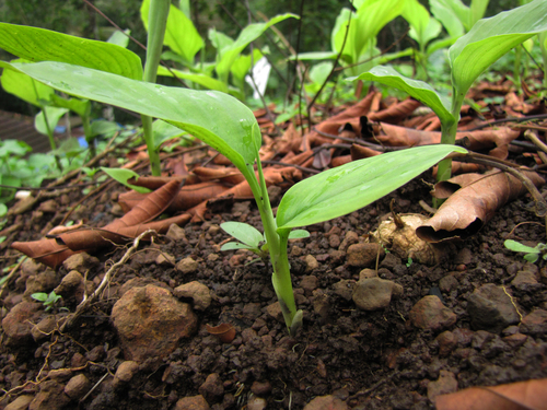 Curcuma longa
