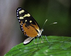 Mechanitis polymnia isthmia