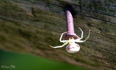 Misumenops callinurus