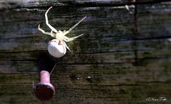 Misumenops callinurus