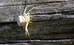 Misumenops callinurus