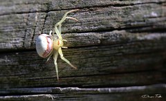 Misumenops callinurus