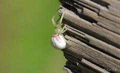 Misumenops callinurus