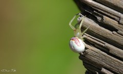 Misumenops callinurus