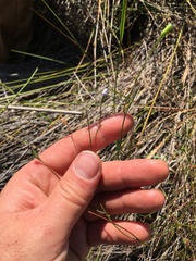 Wahlenbergia violacea