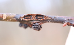 Kokkocynips difficilis