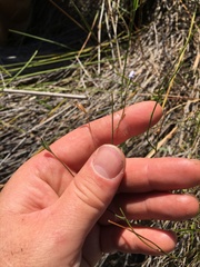 Wahlenbergia violacea