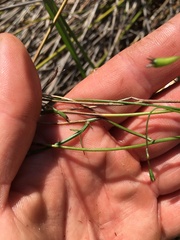 Wahlenbergia violacea