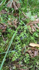 Chaerophyllum ramosum