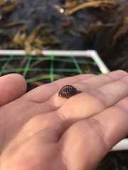 Pseudopusula californiana