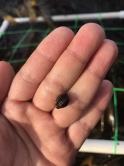 Pseudopusula californiana