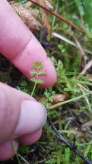 Chaerophyllum ramosum