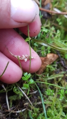 Chaerophyllum ramosum