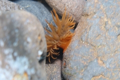 Anemonia sargassensis