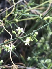 Orthosia