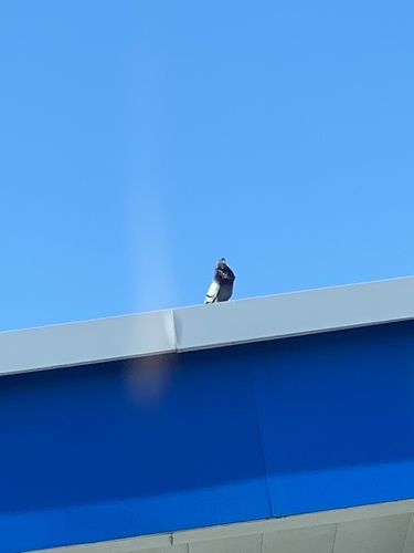 Columba livia image