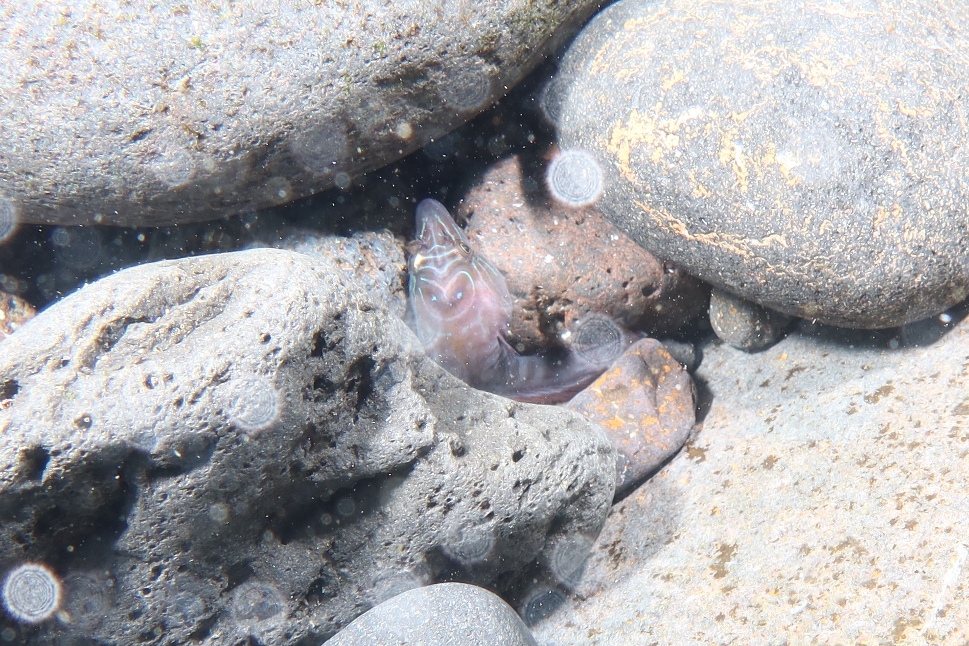 Chafarrocas Común