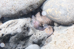 Lepadogaster lepadogaster