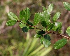 Ilex opaca arenicola