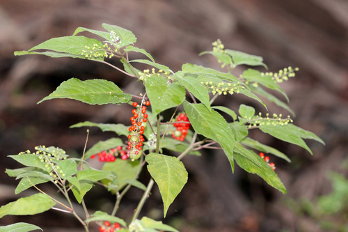 Rivina humilis