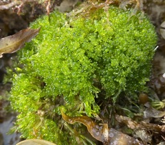 Ernodesmis verticillata