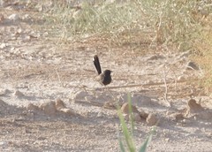 Cercotrichas podobe