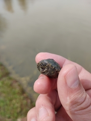 Sternotherus odoratus