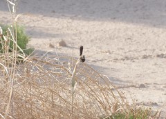 Cercotrichas podobe