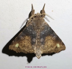 Apatelodidae