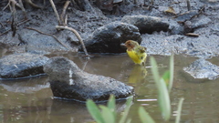 Setophaga petechia xanthotera