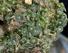 Polyphysaceae