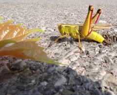 Melanoplus bivittatus